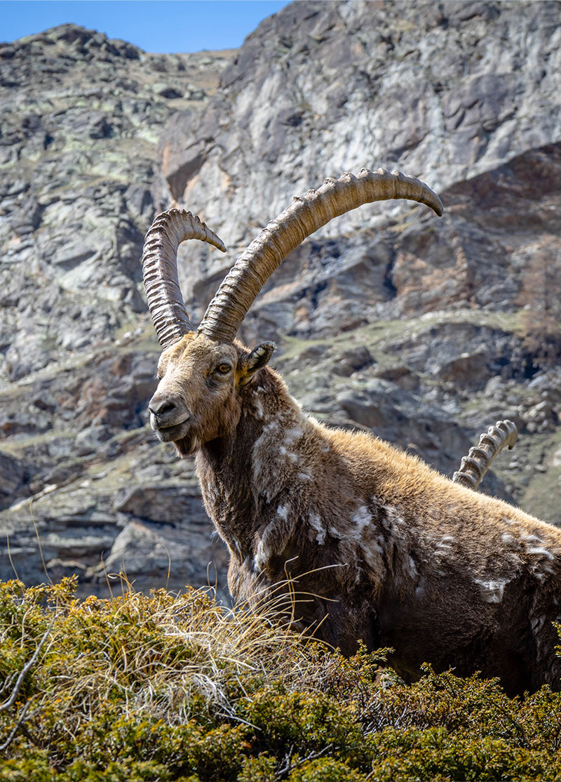 parco gran paradiso stambecchi